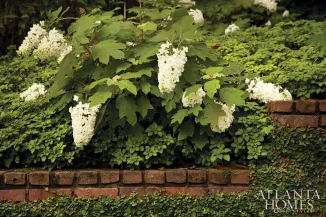 Oakleaf hydrangeas with large white flower clusters bloom above a low brick wall covered in creeping fig vines.