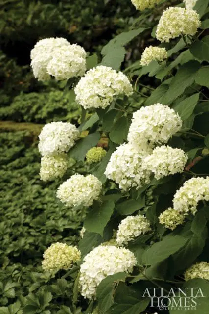 Close-up of white hydrangeas with large green leaves, set against a backdrop of lush green foliage.