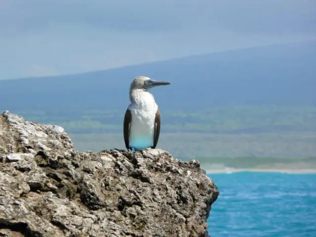 Blue-footed booby perched on a rocky outcrop overlooking the ocean with distant green hills under a hazy blue sky.