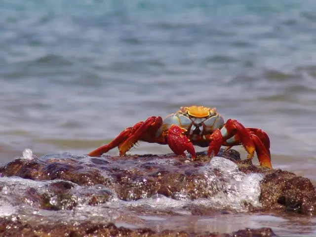 Sally Lightfoot crab with bright red legs and claws and an orange and blue body perched on a wet, dark rock with waves lapping at its base.