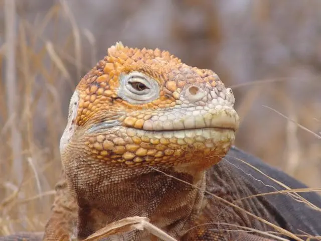 Close-up of a Galapagos land iguana with yellow scales and textured skin, set against a blurred background of dry grass.