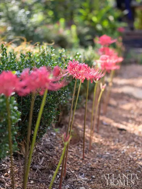 Row of red spider lilies along a gravel path with manicured green bushes and blurred foliage in the background.