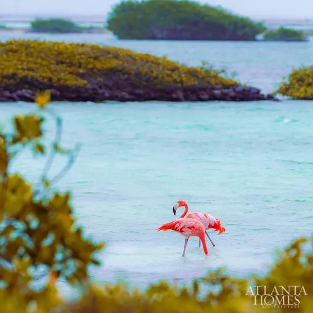 Two pink flamingos wading in turquoise water with islands covered in yellow and green foliage in the background.