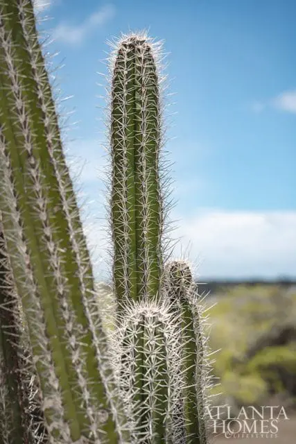Tall green cacti with sharp white spines against a bright blue sky with blurred dry landscape in the background.