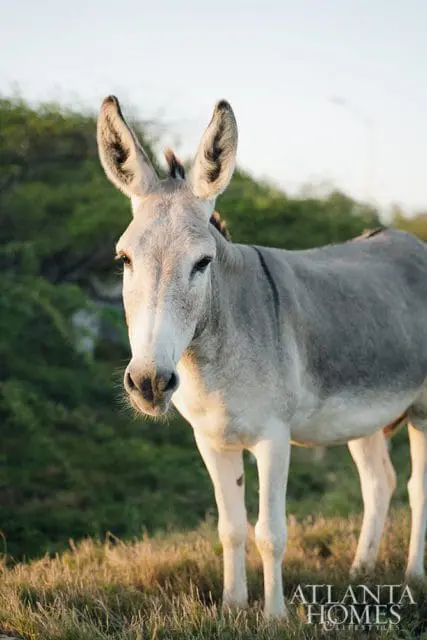 Gray donkey standing in a grassy field with green bushes in the background. The Atlanta Homes & Lifestyles logo is visible in the lower right corner.