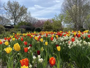 Field of red, yellow, and orange tulips with white daffodils under a cloudy sky.