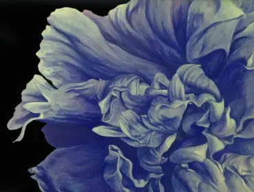 Close-up of a blue flower with ruffled petals against a black background.
