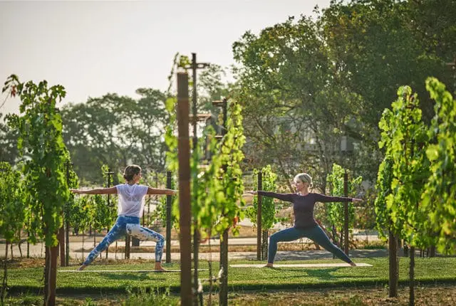 Two women doing yoga in a vineyard with green trees and a clear sky.