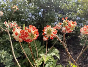 Clusters of white and red flowers with green centers on thin branches.