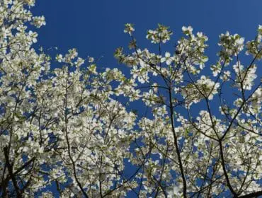 White dogwood blossoms against a bright blue sky