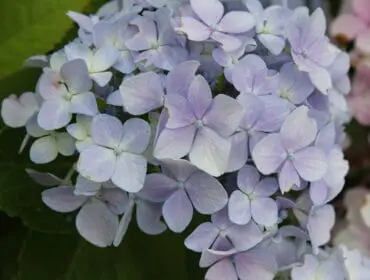 Close-up of pale lavender hydrangea flowers with green leaves