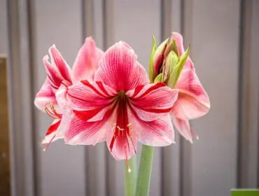 Close-up of a pink and white striped amaryllis flower with red accents and green stems, set against a blurred grey background.