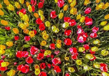 A dense planting of red and yellow tulips with green foliage, viewed from directly above.