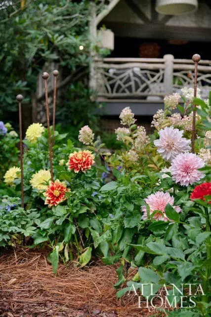 Garden with yellow, pink, and red dahlias, hydrangeas, and a rustic wooden porch in the background.