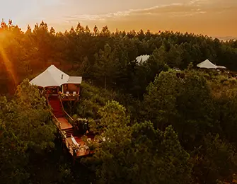 Tented structures nestled in a pine forest at sunset with sun flare