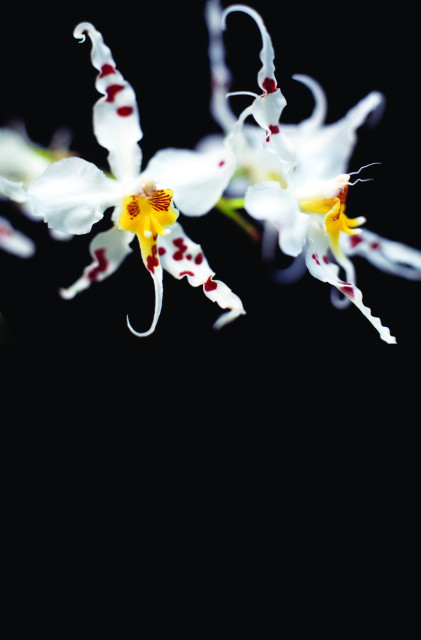 Close-up of white orchids with red spots and yellow centers against a black background.