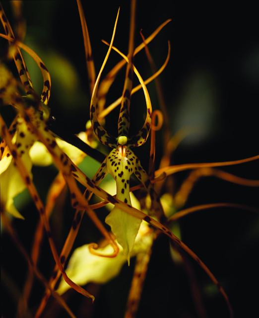 Close-up of a yellow orchid with brown spots and long, thin petals against a dark background.