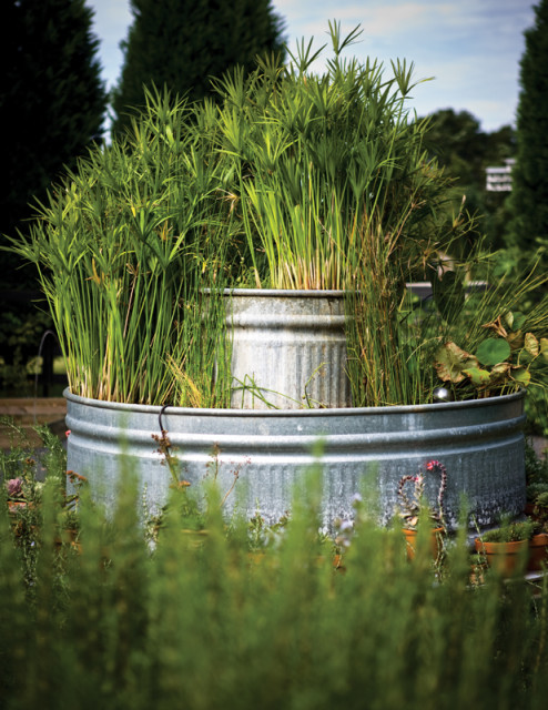 Quatrano designed a unique water garden feature on the property, using rustic troughs filled with water-thriving papyrus reeds.
