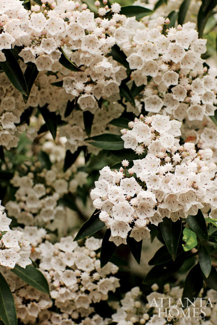 Close-up of clusters of white mountain laurel flowers with dark pink speckles on their petals, surrounded by dark green leaves.