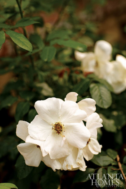 Close-up of white roses with dark green foliage and a brick wall in the background. Atlanta Homes & Lifestyles logo in the lower right corner.