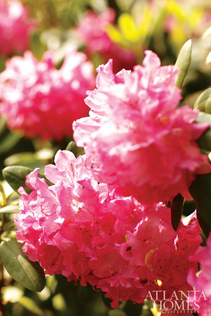 Close-up of bright pink rhododendron flowers with green leaves and a subtle Atlanta Homes & Lifestyles logo in the lower right corner.