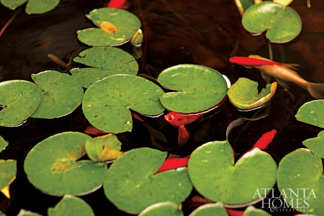 Red goldfish swim among green lily pads on a dark water surface.