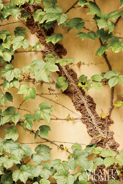 Close-up of green ivy vines with brown, textured stems climbing a tan stucco wall.