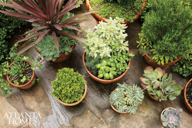 Assortment of potted herbs and succulents on a stone patio, including basil, oregano, rosemary, and echeveria.