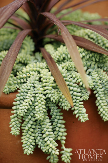 Close-up of Donkey's Tail succulent with pale green, plump leaves cascading over the edge of a terracotta pot, with dark red leaves of another plant visible above.