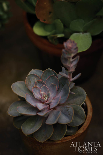 Close-up of a purple succulent plant with thick, fleshy leaves arranged in a rosette pattern, potted in a rustic terracotta pot.