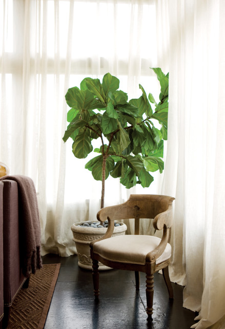 Living room corner with a light beige upholstered armchair, a potted fiddle leaf fig tree, and sheer white curtains against a window.