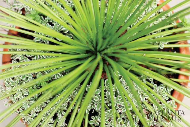 Close-up of a potted plant with long, thin green leaves radiating from the center, surrounded by smaller variegated green and white leaves.