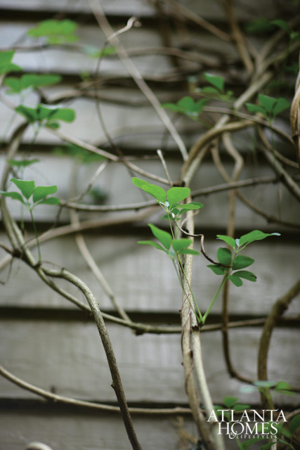 Close-up of a vine with green leaves growing against a weathered wooden wall, with the Atlanta Homes & Lifestyles logo in the lower right corner.