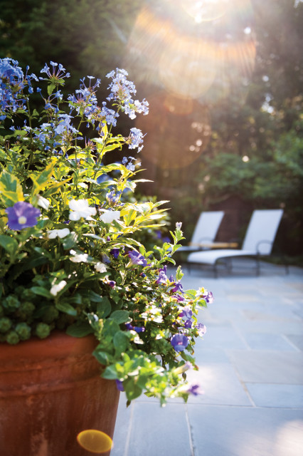 Terracotta pot overflowing with blue and white flowers on a stone patio with two lounge chairs in the background and sun flare