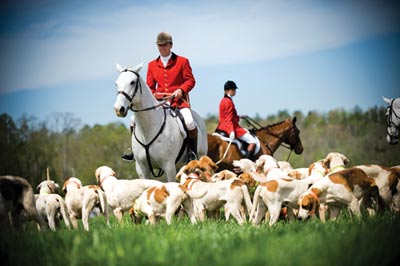 A battalion of Bear Creek Stables“ English Foxhounds was led by jockeys in traditional garb to kick off the day“s races.