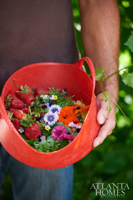 Strawberries plucked from their beds are at their peak at Summerland