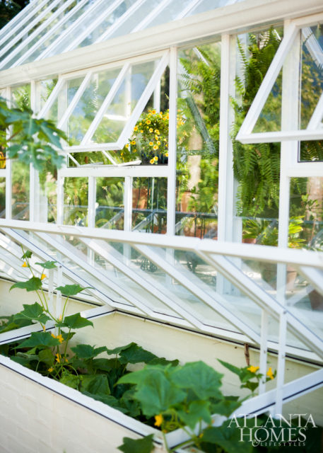 The cold frame, located on the side of the greenhouse, houses seeds planted for germination during late winter/early spring. Beautiful, statement-making blooms include ‘Omega Skyrocket’ Stokes’ aster.