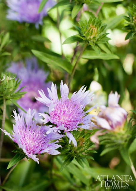 The cold frame, located on the side of the greenhouse, houses seeds planted for germination during late winter/early spring. Beautiful, statement-making blooms include ‘Omega Skyrocket’ Stokes’ aster.