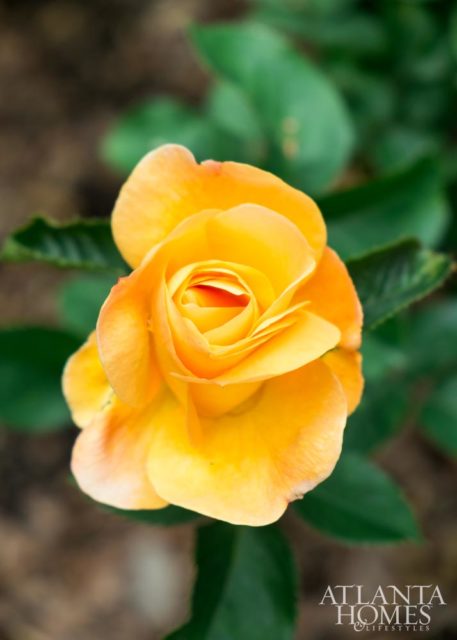 Tangerine-tinged Julia Child roses.
