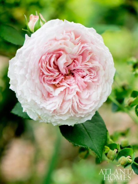 A buxom Abraham Darby rose brandishes lacy, pale-pink petals.