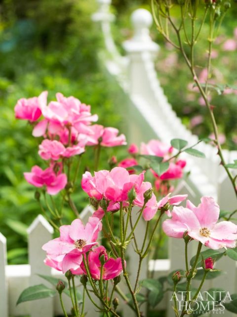 Betty Prior roses make a pretty statement.