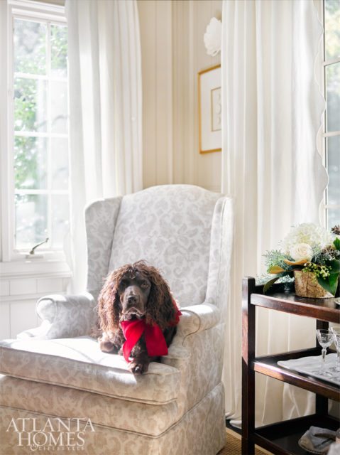 Boykin spaniel Wade sports a silk red-ribbon collar.