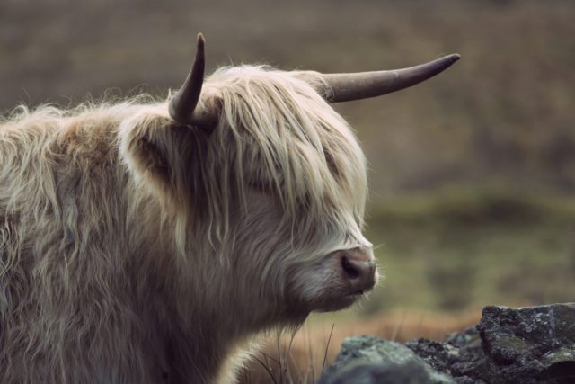 The fluffy Highland cow at Alladale Reserve.