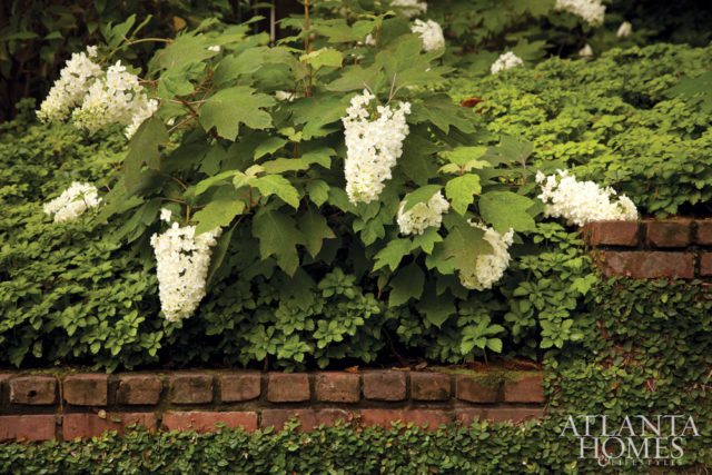 Clusters of ‘Snowflake’ Oakleaf Hydrangea, a double-flowering oakleaf, cascade over a brick wall.