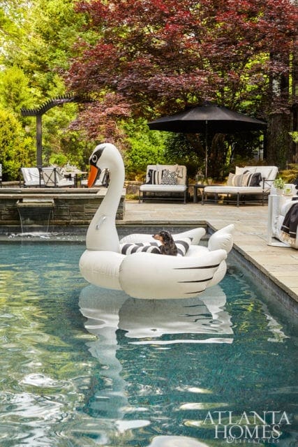 A dachshund sits on a white swan float in a swimming pool, with outdoor seating and lush greenery in the background.