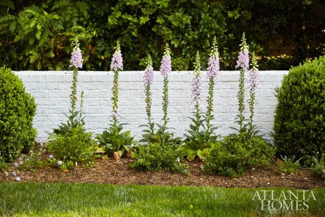 Tall foxglove plants with light purple flowers stand in front of a white brick wall, flanked by green shrubs and lush grass.