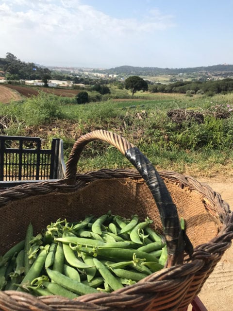 Fresh-picked peas at the Majestic Hotel’s nearby farm on the Mediterranean Sea.