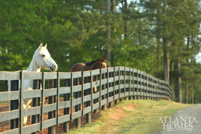 Two members of the Shady Oaks Farm barn family. This rambling, Sharpsburg, Georgia, property also specializes in eventing and offers full-service boarding and training.
