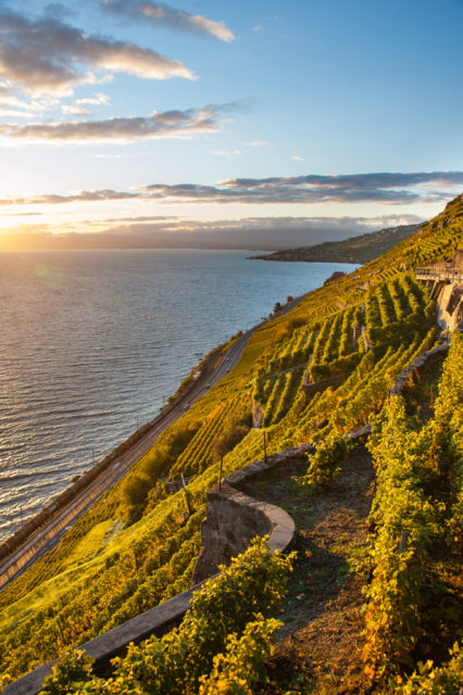 Ancient terraced vineyards of the Lavaux wine region.