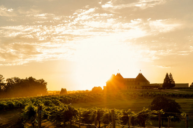 Golden hour at the winery.